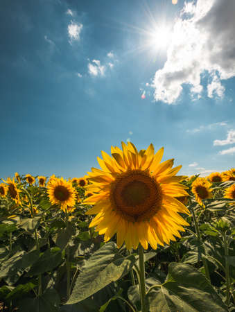 Sunflowers landscape with sunlightの写真素材
