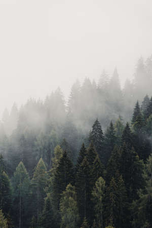 Magical forest covered by fog in daylightの写真素材