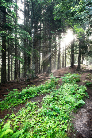 Sun beams in the woodsの写真素材