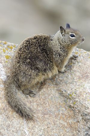 California groundsquirrelの写真素材
