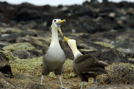 Get Your Message Across!の写真素材