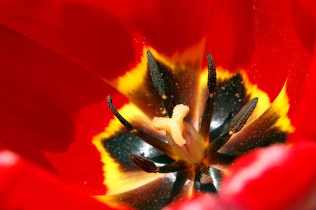 Close-up image of brite red tulip in sunliteの写真素材