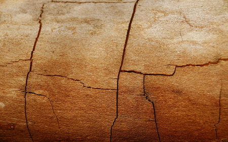 Old dry cracked tree trunk without barkの写真素材