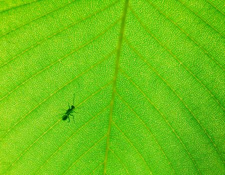 Ant on the beautiful green spring leafの写真素材