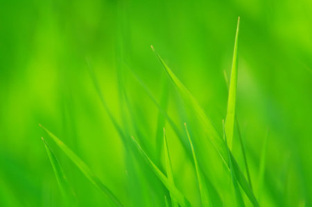 Fresh spring green grass in sunlight