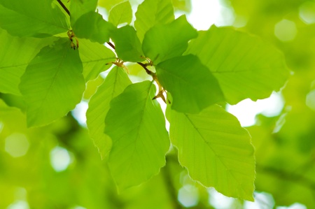 Fresh spring green leaves over leaf blured  backgroundの写真素材