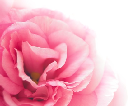 Beautiful Pink Eustoma Flower on the White Backgroundの写真素材