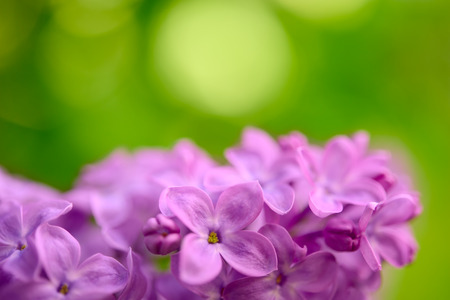 Purple Lilac Flowers on the Blurred Green Background  Spring Blossom Backgroundの写真素材