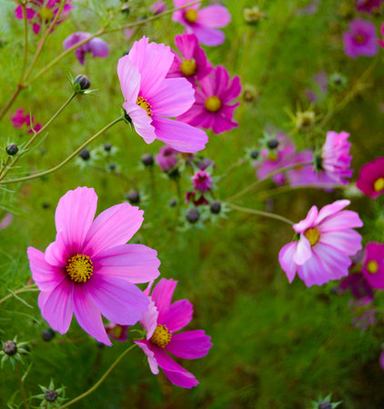 Bright Beautiful Pink Flowers on the Green Blurred Background. Floral Backgroundの写真素材