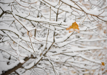 Bare Frozen Branches Covered with Fresh Snow. Beautiful Winter Landscape