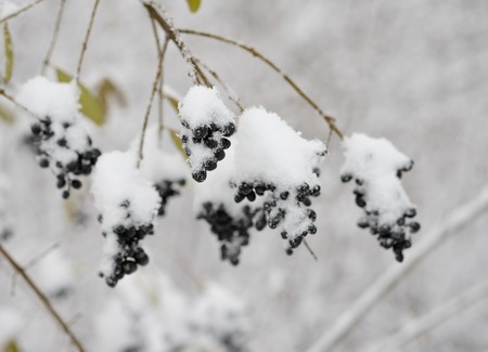 Black Elder Berries Covered With Fresh Snow. Winter Backgroundの写真素材