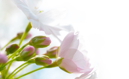 Pink Cherry Blossom Against White Backgroundの写真素材