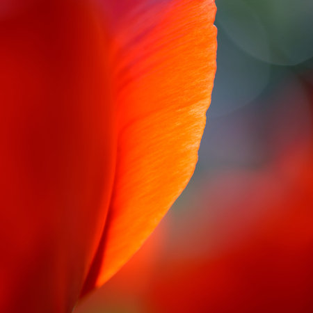 Macro Image of Bright Red Tulip Petals in Soft Blurred Style