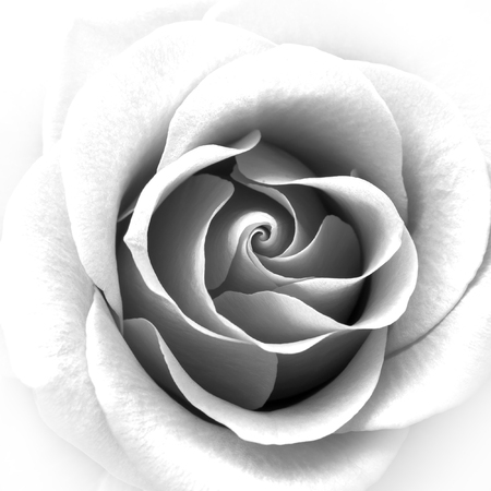 Black and White Close up Image of the Beautiful Rose. Flower Backgroundの写真素材