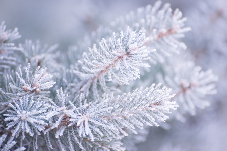Winter and Christmas Background. Close-up Photo of Fir-tree Branch Covered with Frost.の写真素材
