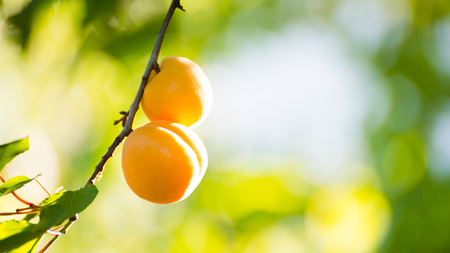 Ripe Sweet Apricot Fruits on the Branch among Green Leaves at Warm Sunny Dayの写真素材