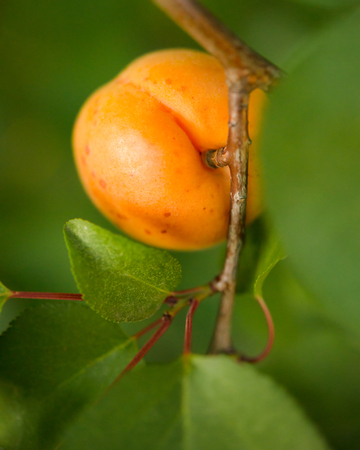 Ripe Sweet Apricot Fruits on the Branch among Green Leaves at Warm Sunny Dayの写真素材