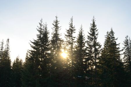 Beautiful Fir Trees with Bright Sun in the Morning Fog.の写真素材