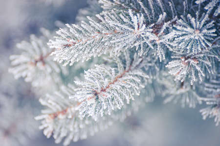Fir-tree Branch Covered with Frost. Christmas Card with Winter Background.の写真素材