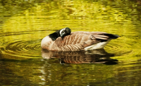 A Canada goose is relaxingの写真素材
