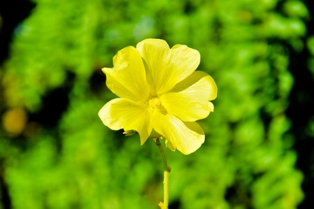 yellow flowerの写真素材