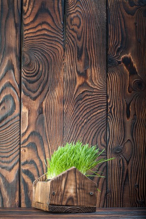 Sprouted green oats in the form of grassの写真素材