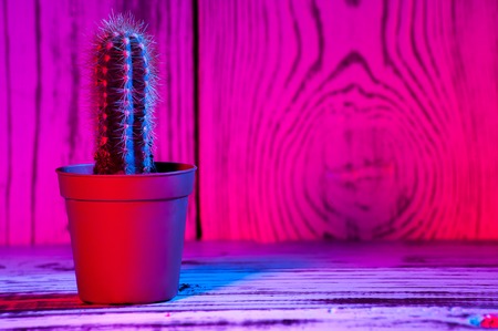 utensils on wooden blue red purple gradient backgroundの写真素材