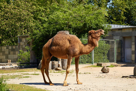 Berlin, Germany - 28 May, 2014: Camel in Berlin Zooのeditorial素材