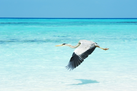 Grey Heron flying over the sea with the turquoise blue waterの写真素材
