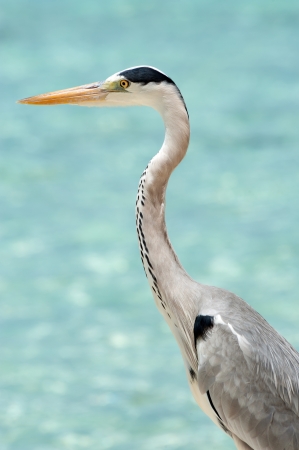 Grey Heron stands on the beach near the sea with the turquoise blue waterの写真素材