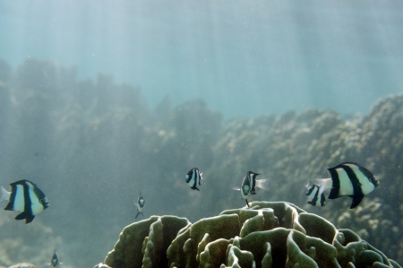 School of small fish float above the coralの写真素材