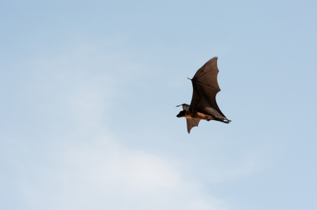 Flying Pteropus on the blue skyの写真素材