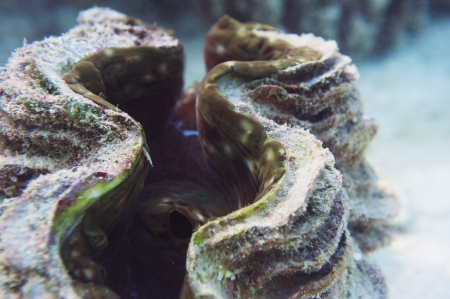 Sea shell on the bottom of the sea, underwater shotの写真素材