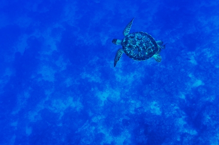Tortoise in the blue sea and coral on the backgroundの写真素材