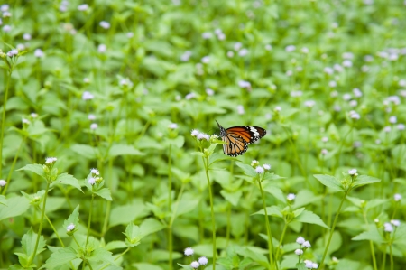 Big tropical butterfly sitting on green grass field with flowersの写真素材