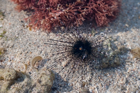 Closeup of Sea Urchin near red seagrass while low waterの写真素材