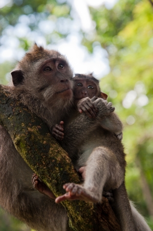 Monkey family sits on the tree in the forestの写真素材
