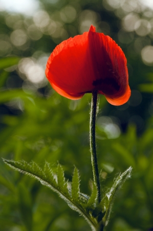 Closeup of wild red poppy flowerの写真素材