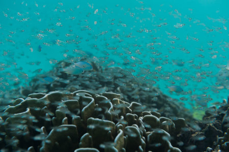 School of young fish swimming near reef and coral. Underwater shot. Marine life