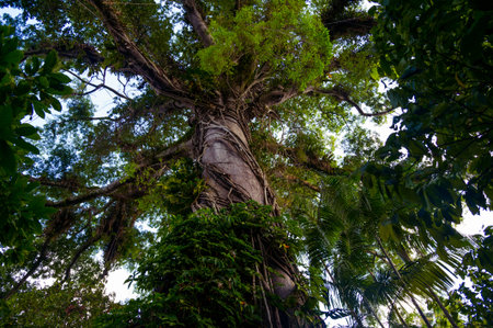 Jungle tree with big crown and lianas
