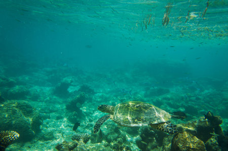 Sea Turtle swimming near coral reef, Maldives