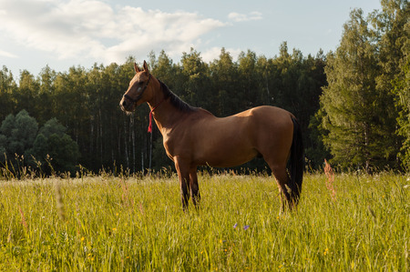 Beautiful brown horse stay in grass field at sunsetの写真素材