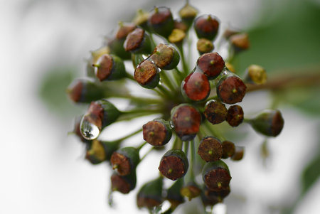 Melting Snow on Ivy Budsの写真素材