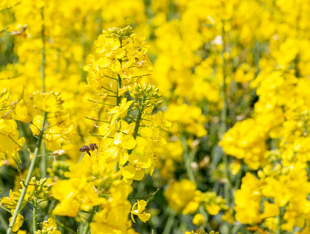 bright yellow field of rapeseed oil crop with a bee pollenating the flowersの写真素材