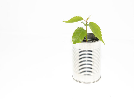 A tree sampling growing in a recycled tin