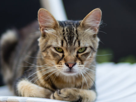 Cat intense eyesの写真素材