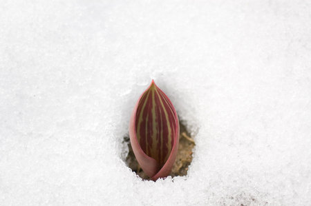 spring setsの写真素材