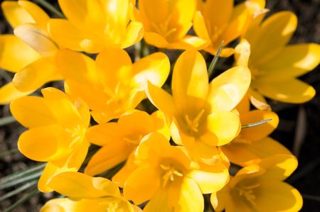 young spring flowersの写真素材