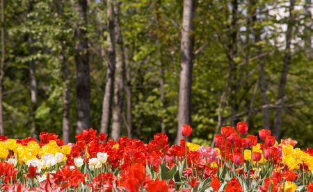 bright spring tulipsの写真素材