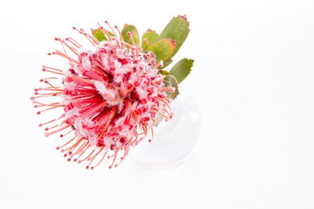  exotic flowerの写真素材